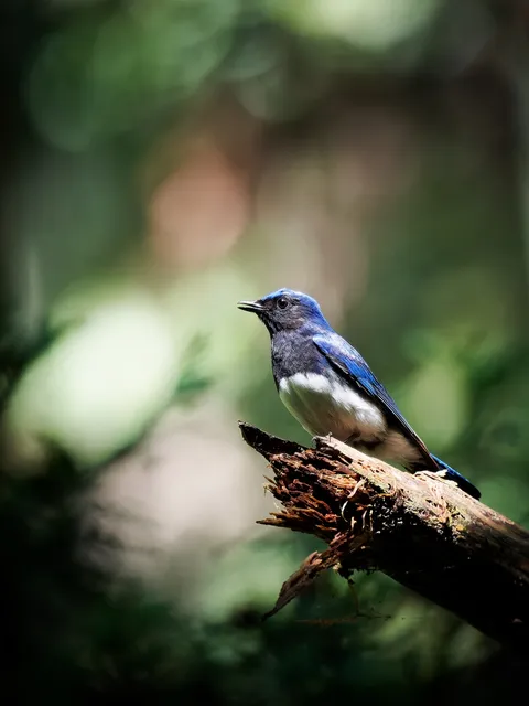 Species Image