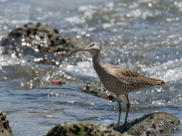 Species Image