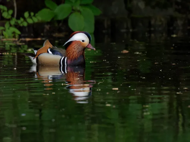 Species Image