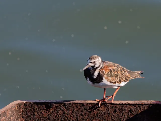 Species Image