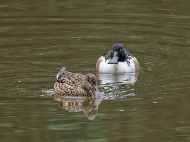 Species Image