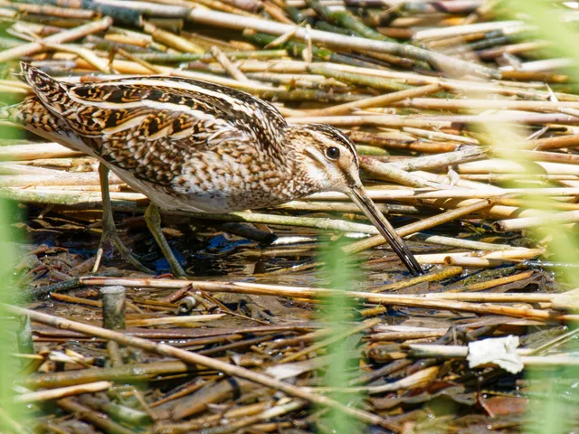 Species Image