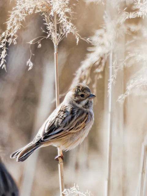 Species Image