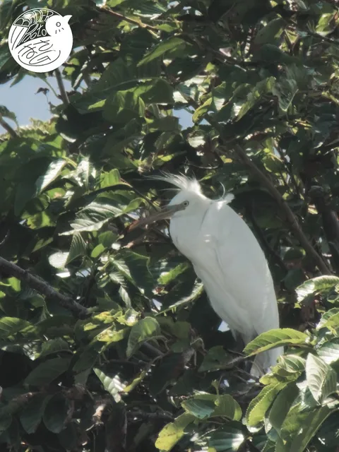 Species Image