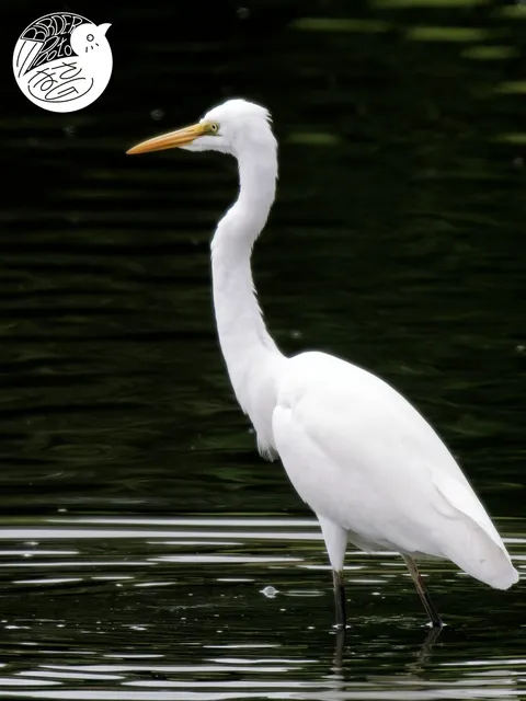 Species Image