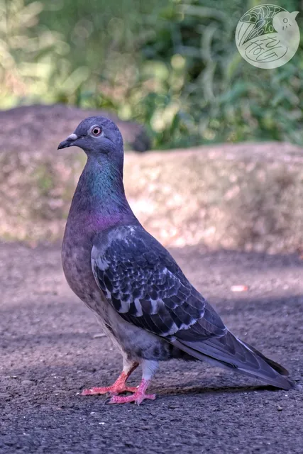 Species Image