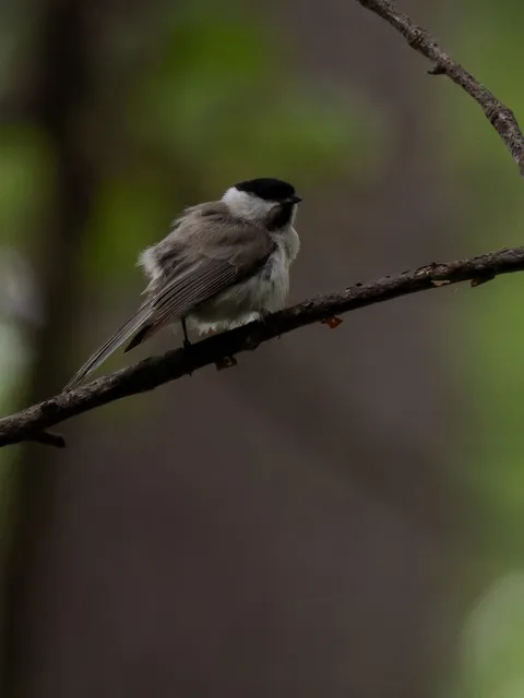 野鳥の写真