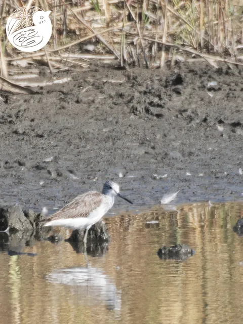 Species Image