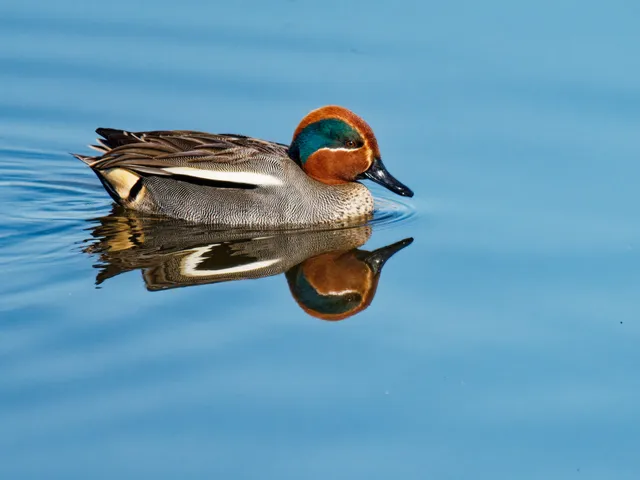 Species Image