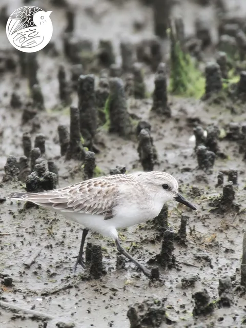 Species Image