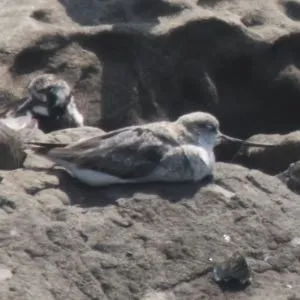 Species Image