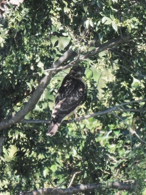 Species Image