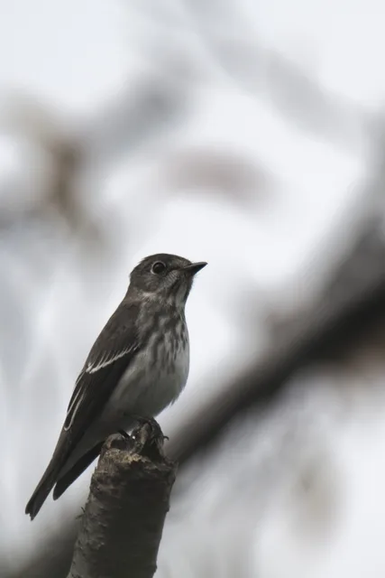 Species Image