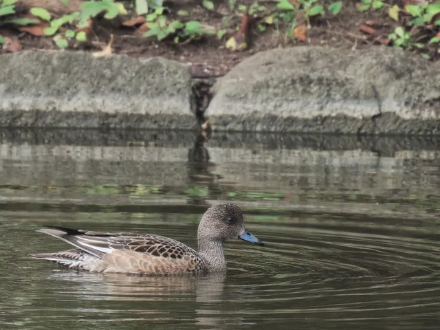 Species Image