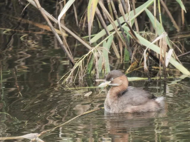Species Image