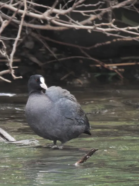 Species Image