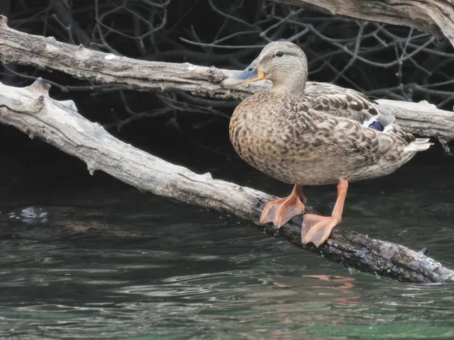 Species Image