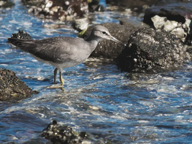 Species Image