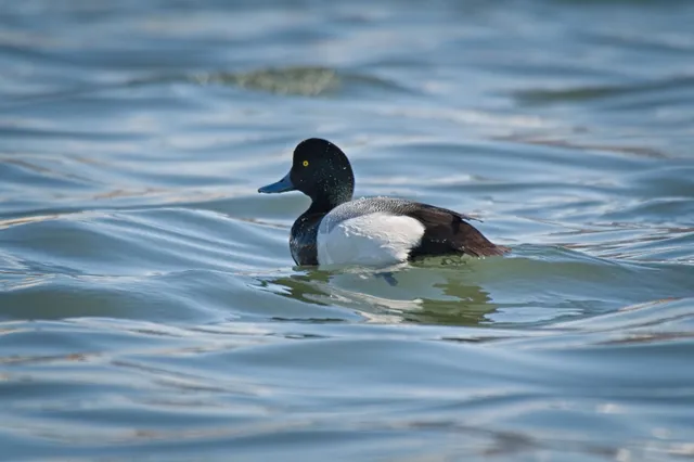Species Image