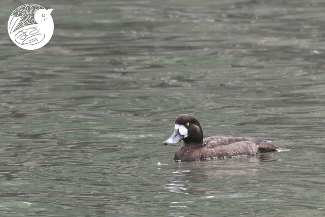 Species Image
