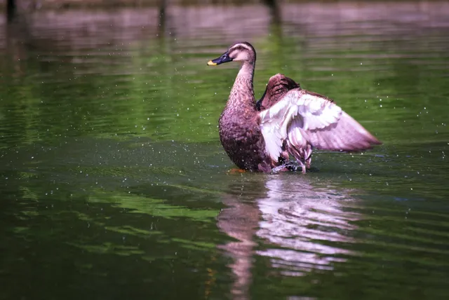 Species Image