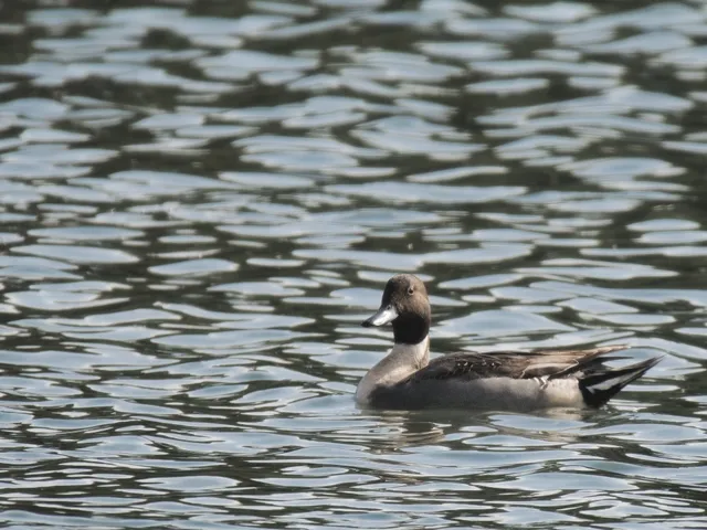 Species Image