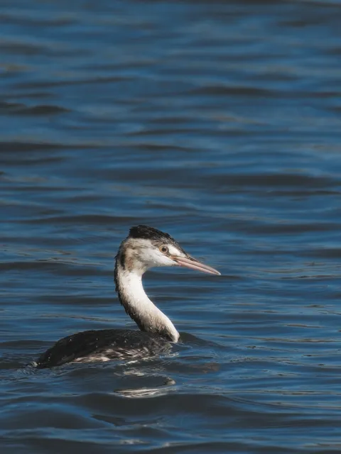 Species Image
