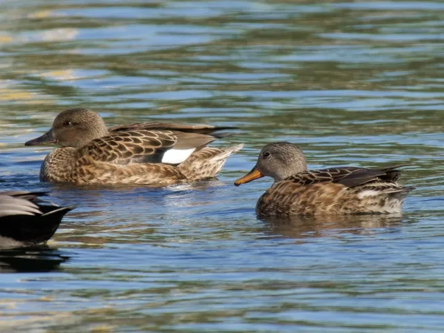Species Image