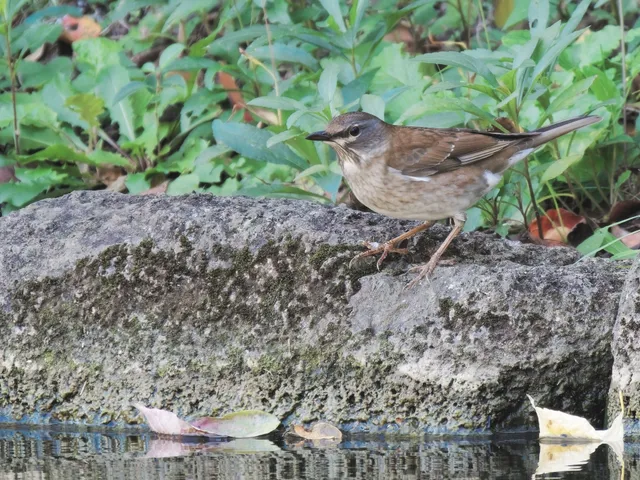 Species Image