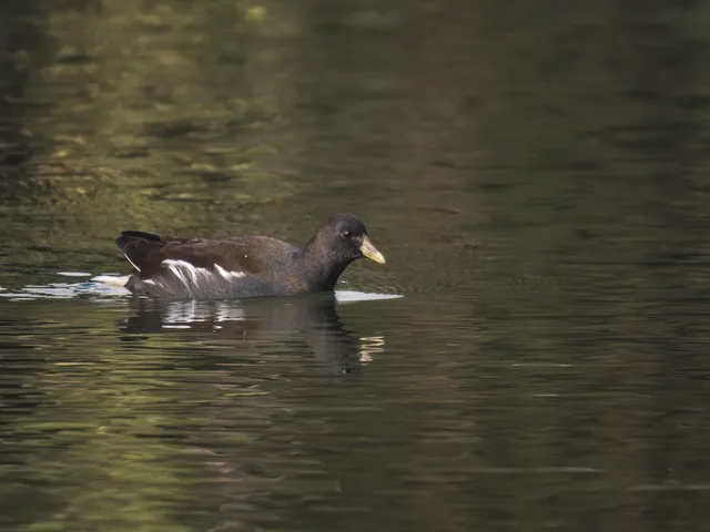 Species Image