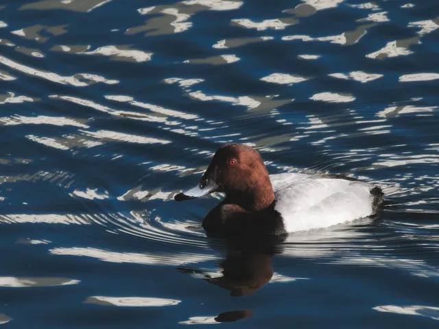 Species Image