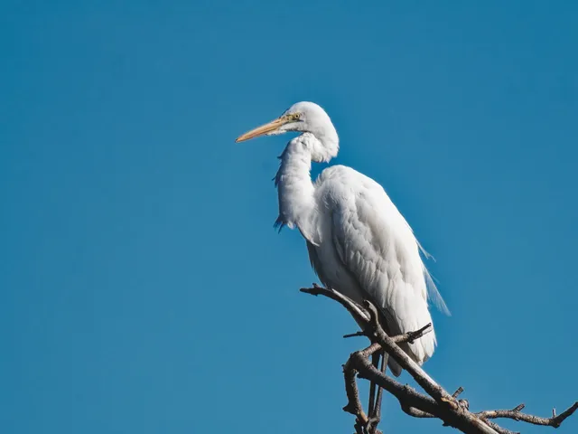 Species Image