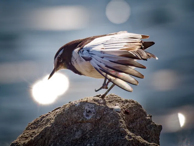 Species Image