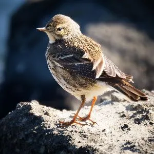 Species Image