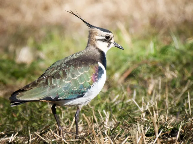 Species Image