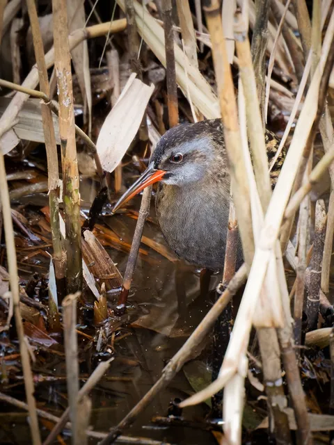 Species Image