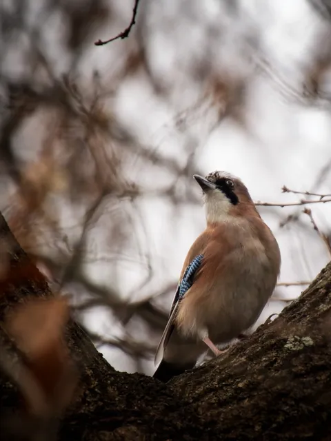 Species Image