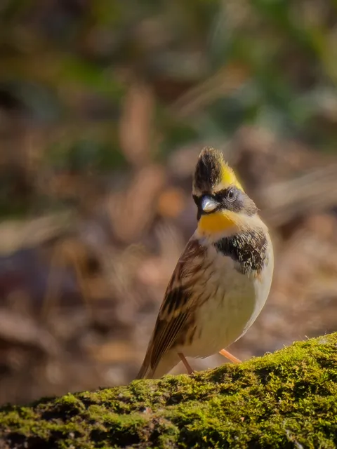 Species Image
