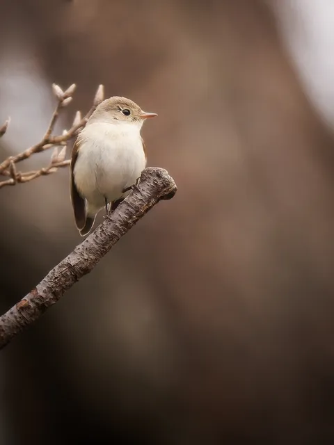 Species Image