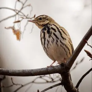 Species Image