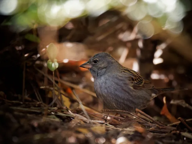 Species Image