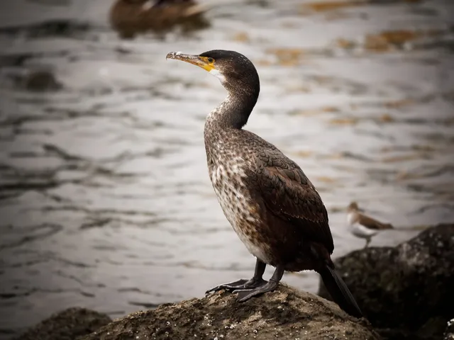 Species Image