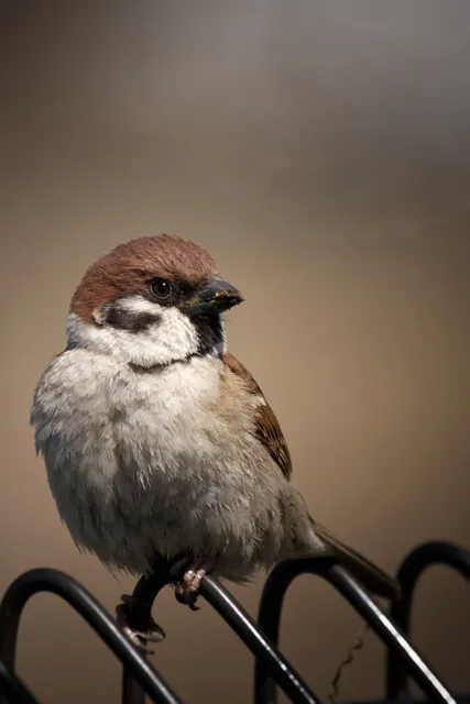 Species Image