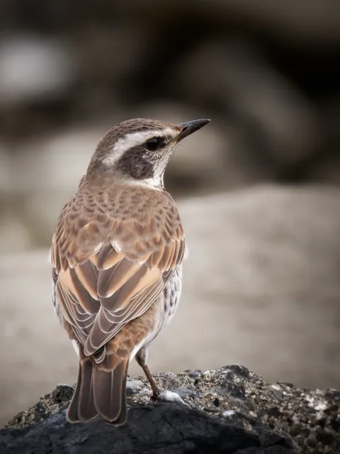 Species Image