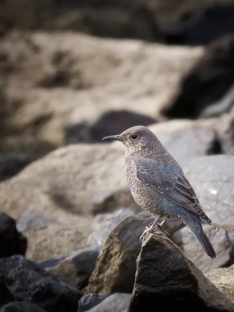 Species Image