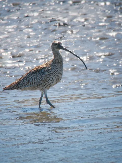 Species Image