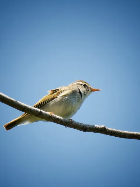Species Image
