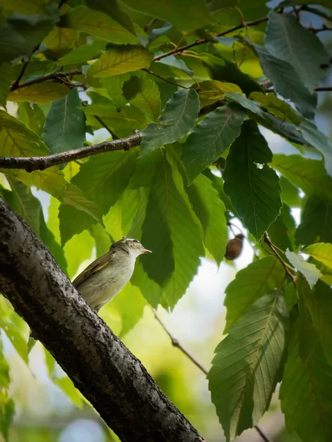 Species Image
