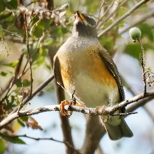 Species Image