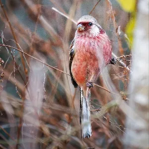 Species Image